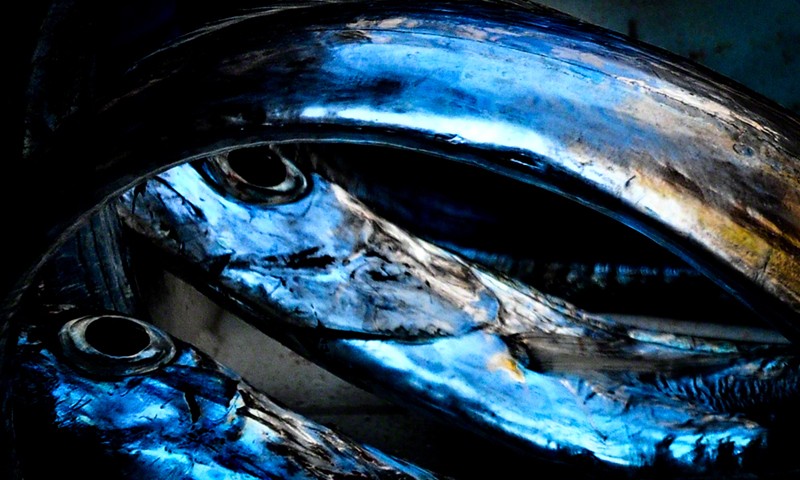 The eels are watching